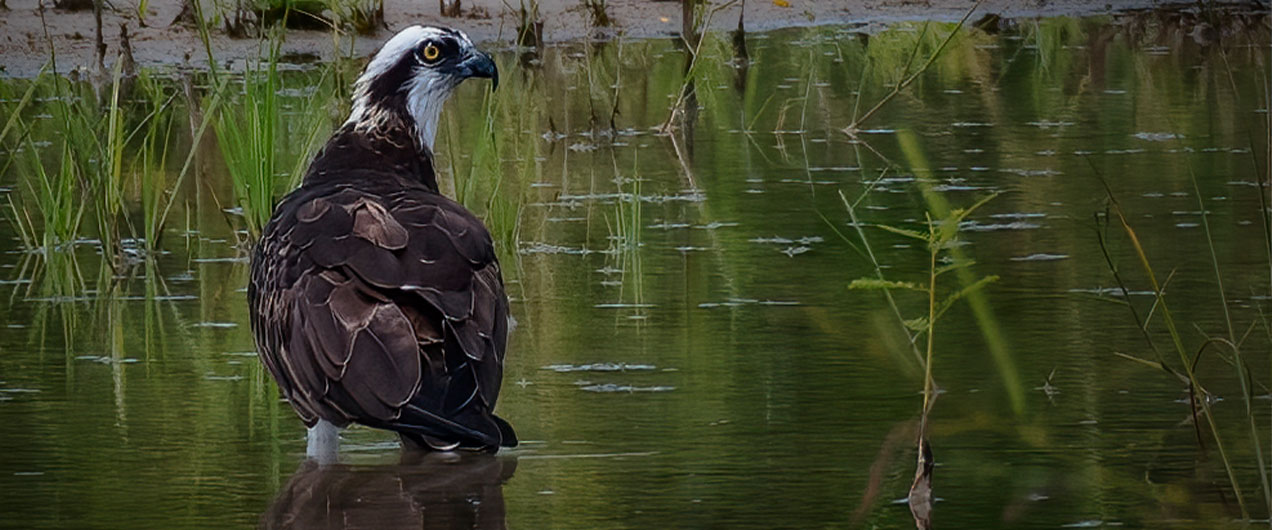 Bird in Water | Antilles of Naples, Florida - West Indies Styled Residential Resort